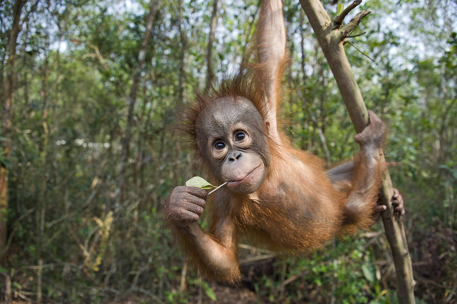 Orangutan 2yr Old Infant Playing Photograph by Suzi Eszterhas