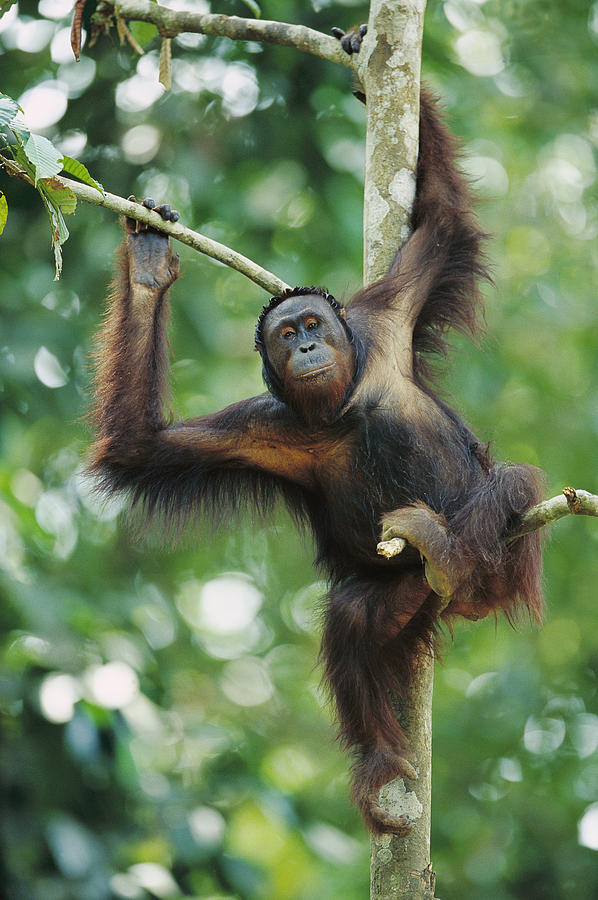 Orangutan Pongo Pygmaeus Adult Sitting #1 Photograph by Cyril Ruoso
