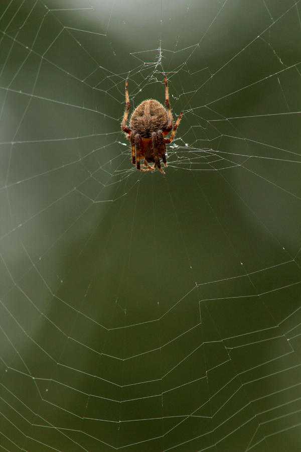 Orb weaving spider on web with green background #1 Photograph by Adam Long