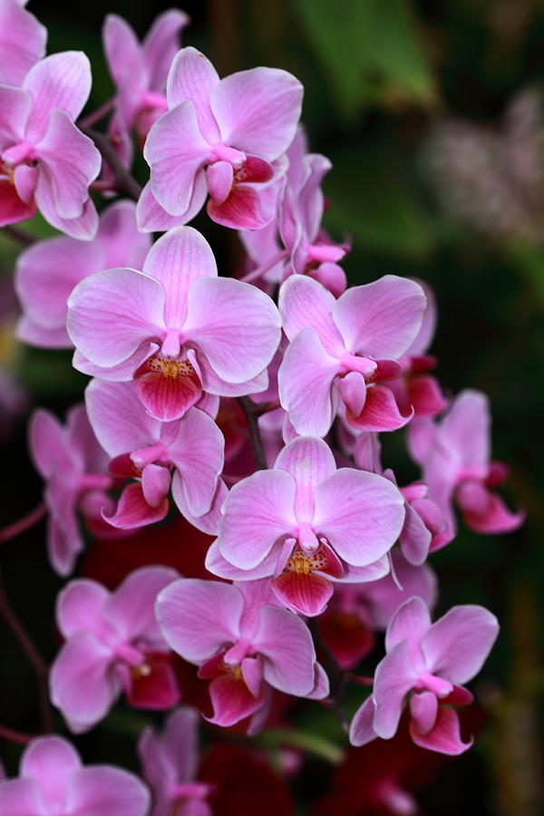 Orchid Cluster Photograph
