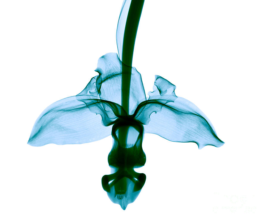 Orchid Flower #6 Photograph by Ted Kinsman