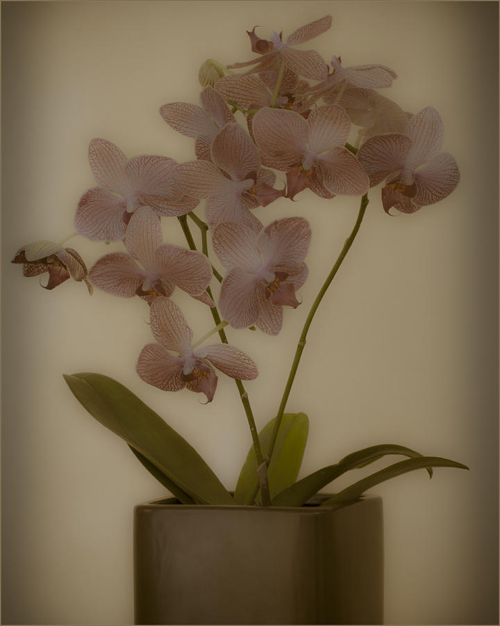 Orchid #1 Photograph by James Bethanis