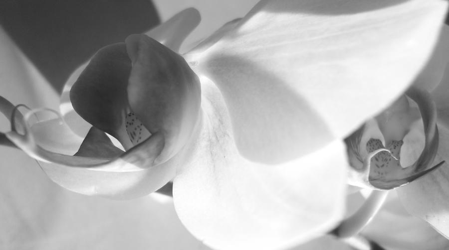 Orchid #2 Photograph by Kume Bryant
