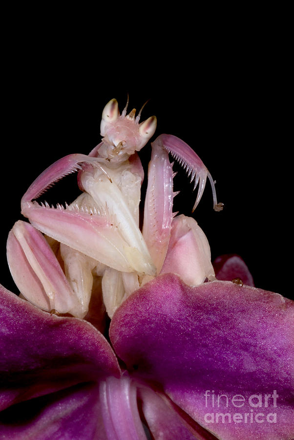 Orchid Mantis #1 Photograph by Dant Fenolio
