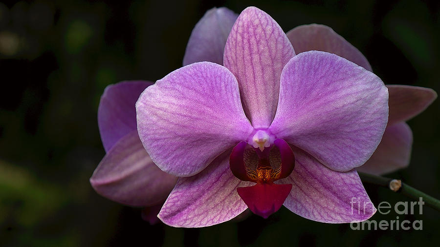 Orchid #1 Photograph by Mareko Marciniak