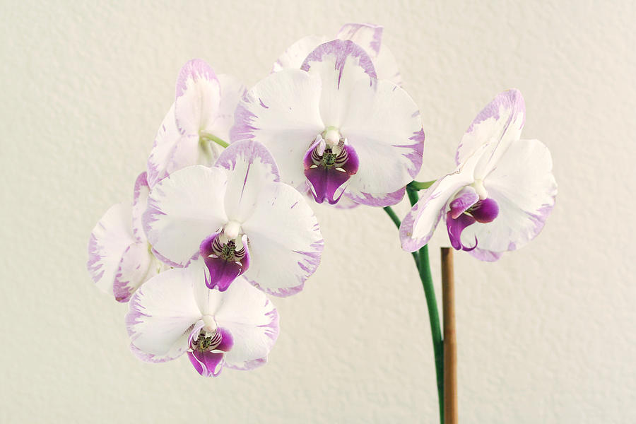 Orchid #1 Photograph by Masha Batkova