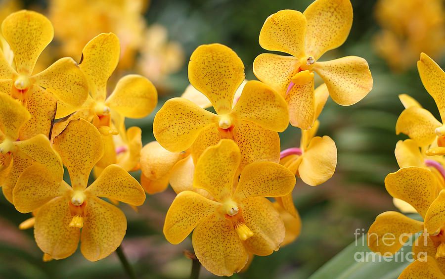 Orchid  #1 Photograph by Milena Boeva