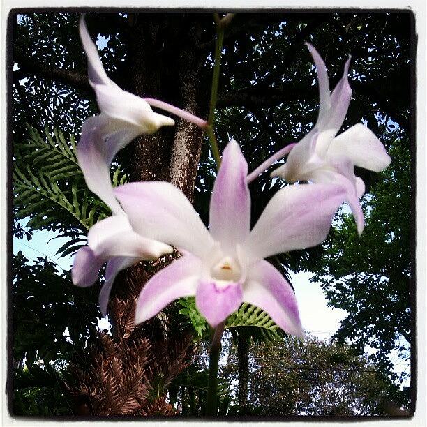Nature Photograph - Orchid #1 by Nawarat Namphon
