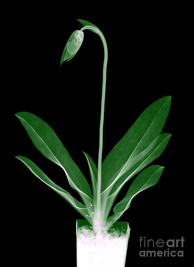 Orchid Plant X-ray #2 Photograph by Ted Kinsman