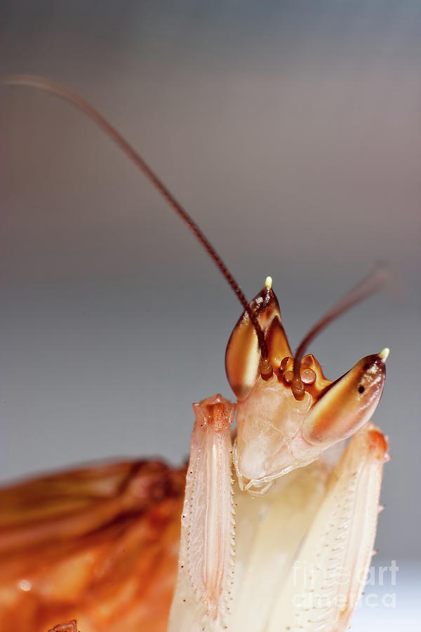 Orchid Praying Mantis #1 Photograph by Joerg Lingnau