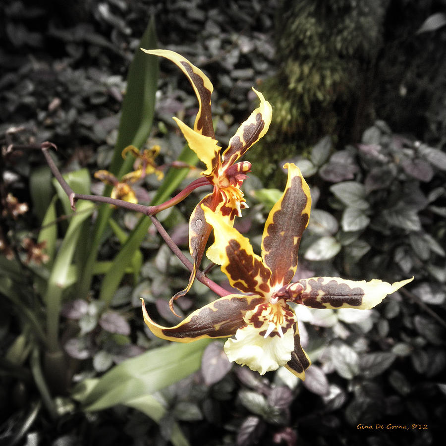 Orchids #1 Photograph by Gina De Gorna