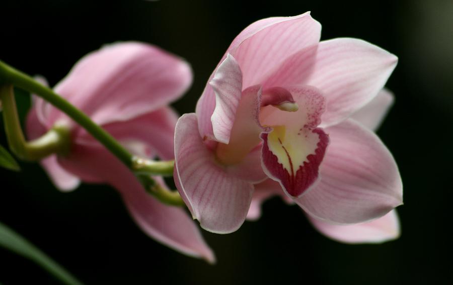 Nature Photograph - Orchids  Mystery #1 by Valia Bradshaw