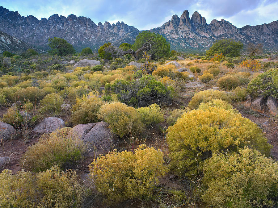 Organ Mountains Chihuahuan Desert New #1 Photograph by Tim Fitzharris