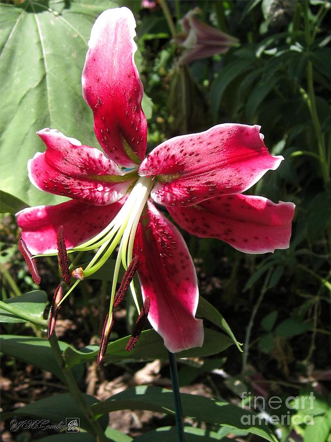 Orienpet Lily named Scarlet Delight Photograph by J McCombie | Fine Art ...