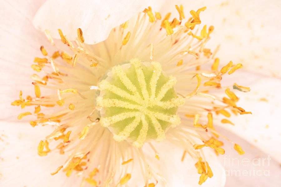 Ornamental Poppy #1 Photograph by Ted Kinsman