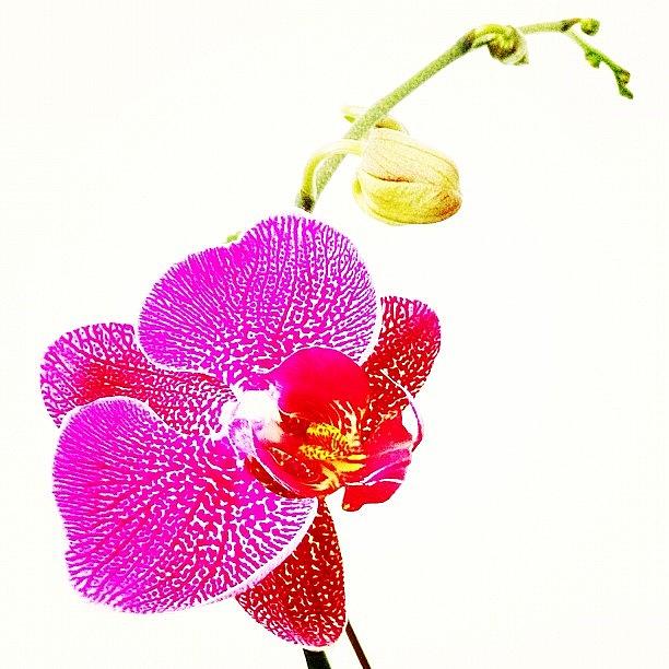 Flowers Still Life Photograph - #orquideas #beauty #sweet #popularpics #1 by Estefania Leon