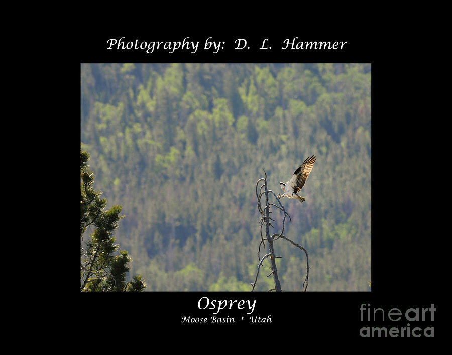 Osprey #1 Photograph by Dennis Hammer