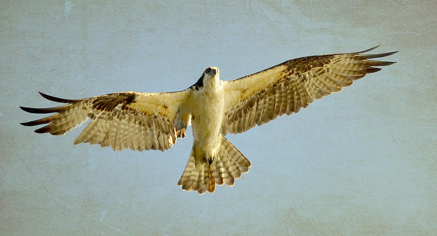Osprey Flight #1 Photograph by Fraida Gutovich