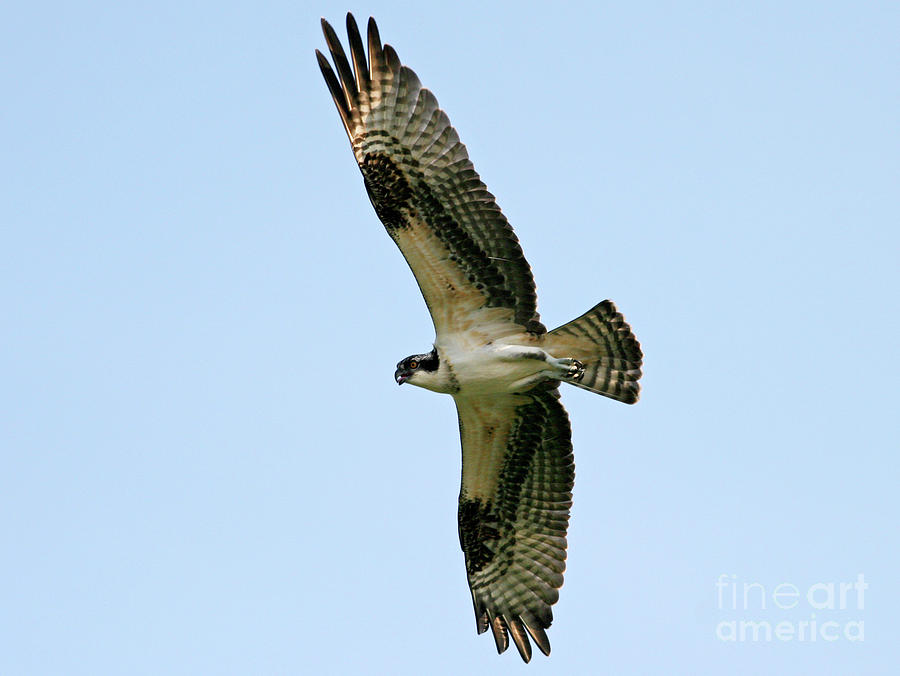 Osprey in flight Photograph by Gene  Marchand