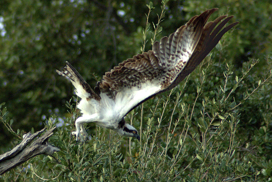 osprey full tilt