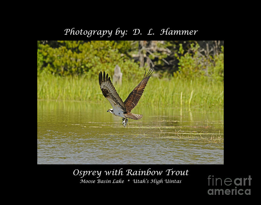 Osprey with Rainbow Trout #1 Photograph by Dennis Hammer