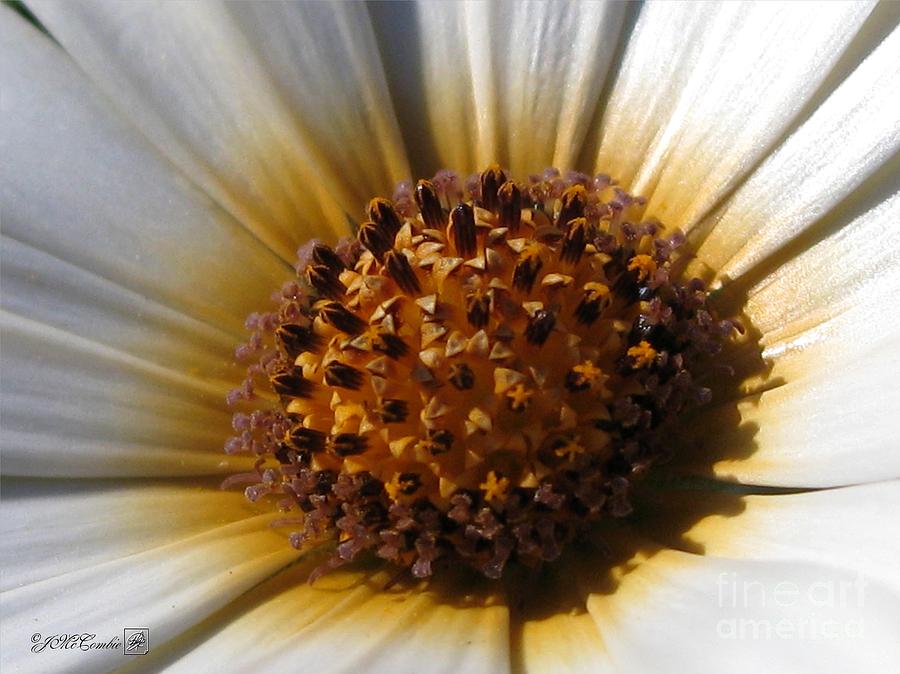 Osteospermum named African Moon #1 Photograph by J McCombie