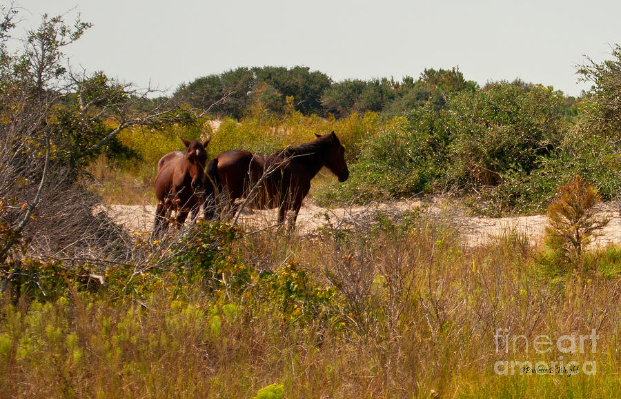Outer Banks Horses #1 Photograph by Paulette B Wright