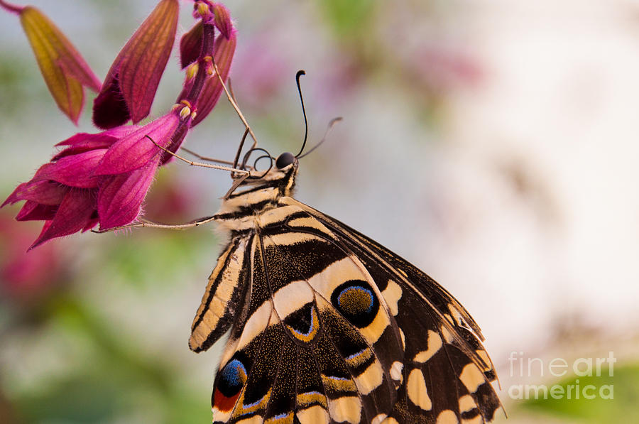 Owl butterfly #1 Photograph by Dejan Jovanovic