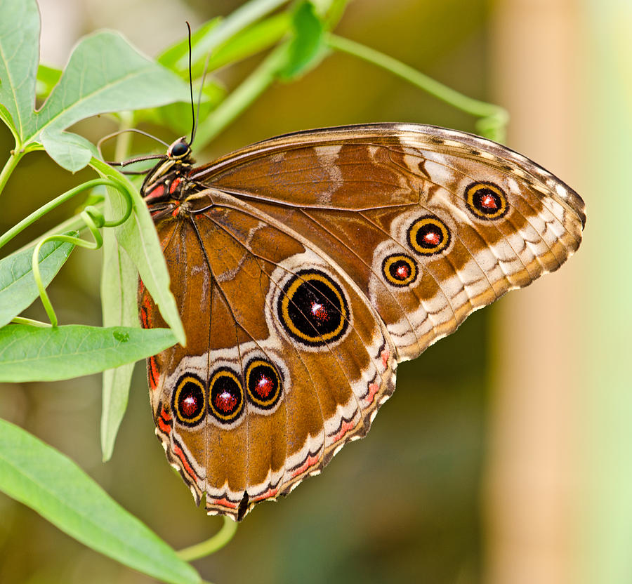 Owl Eye Butterfly #1 Photograph by Chris Thaxter