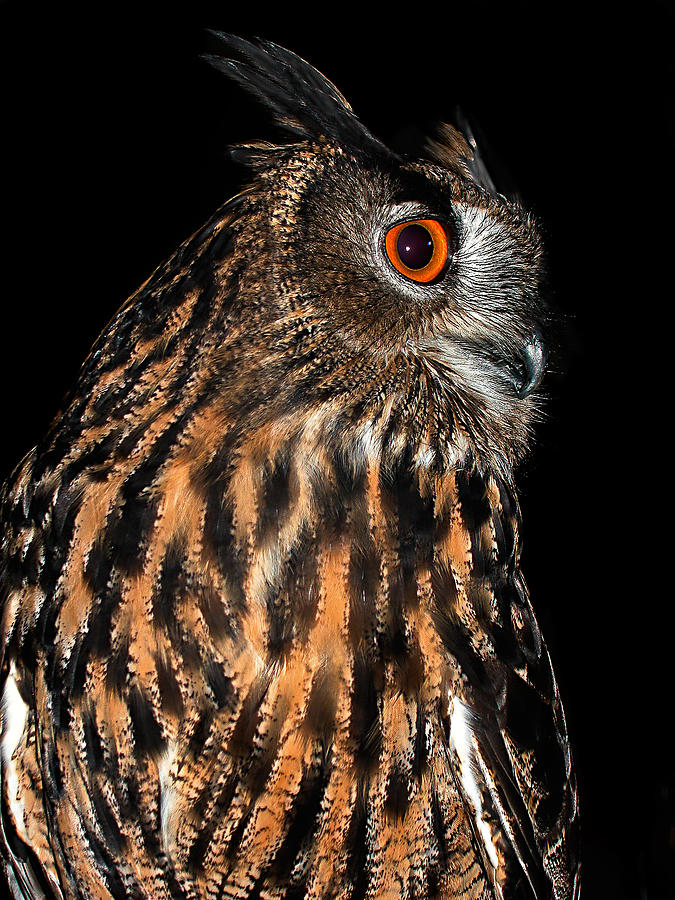 Side Portrait of an Eagle Owl Photograph by Jean Noren