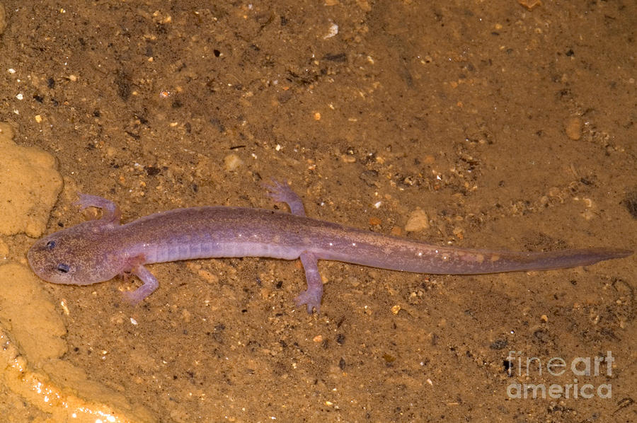 Ozark Blind Cave Salamander #1 Photograph by Dante Fenolio