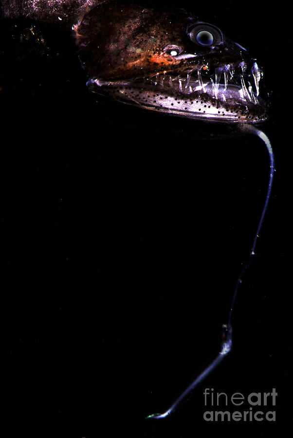 Pacific Blackdragon #1 Photograph by Dante Fenolio