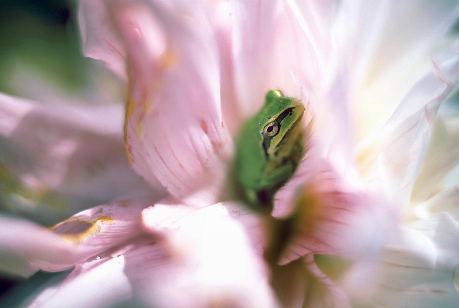 Pacific Tree Frog In A Dahlia Flower #1 Photograph by David Nunuk