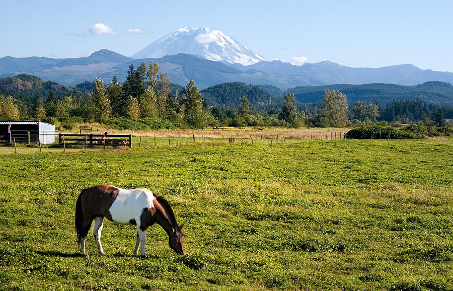 Summer Photograph - Paint Horse and Mount Rainier #1 by Stacey Lynn Payne