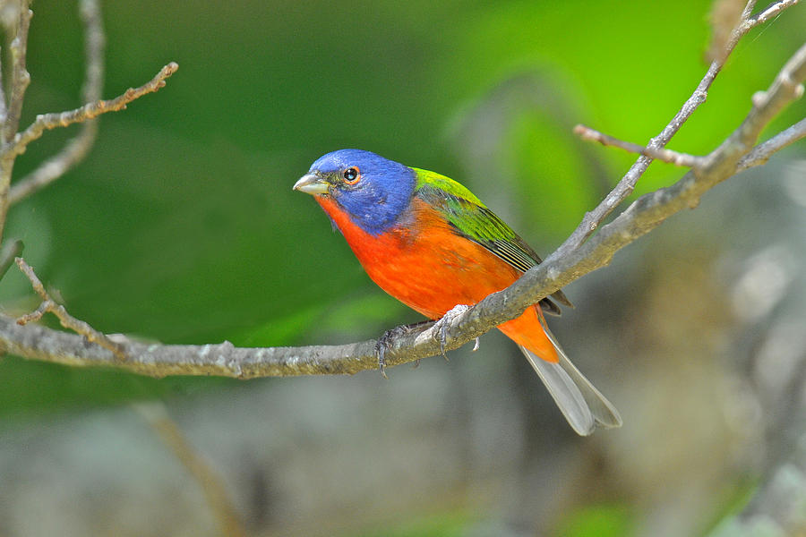 Painted Bunting #1 Photograph by Alan Lenk