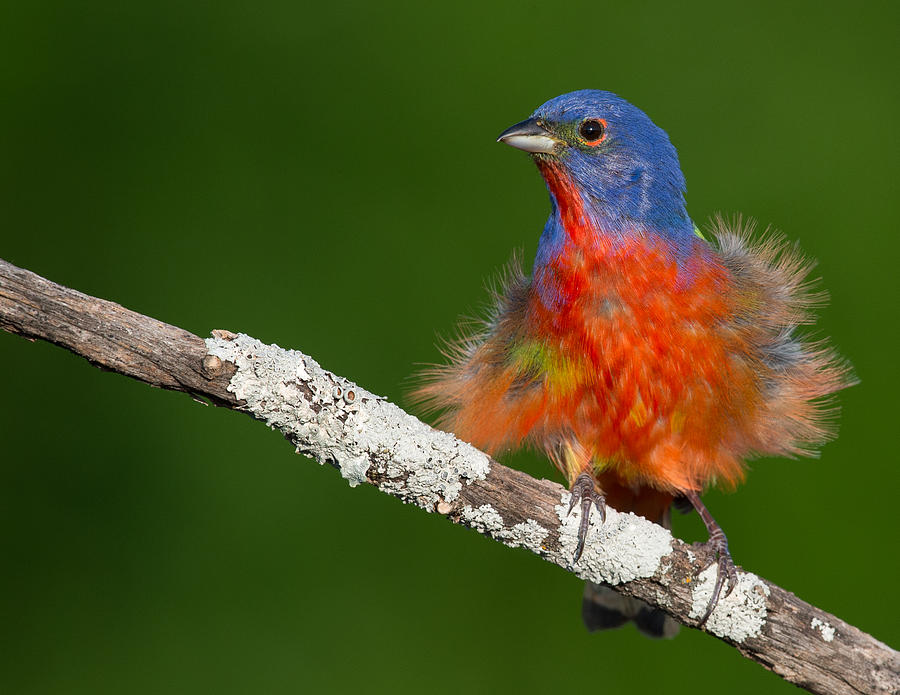 Painted Bunting Displaying Photograph by Ray Downs Fine Art America