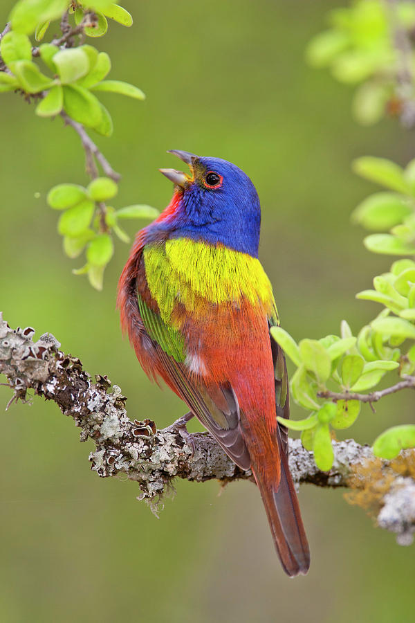Painted Bunting Singing 1 #1 Photograph by D Robert Franz