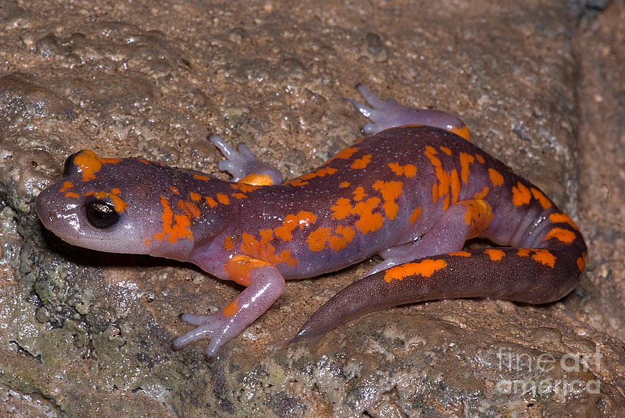 Painted Ensatina Salamander #1 Photograph by Dant Fenolio