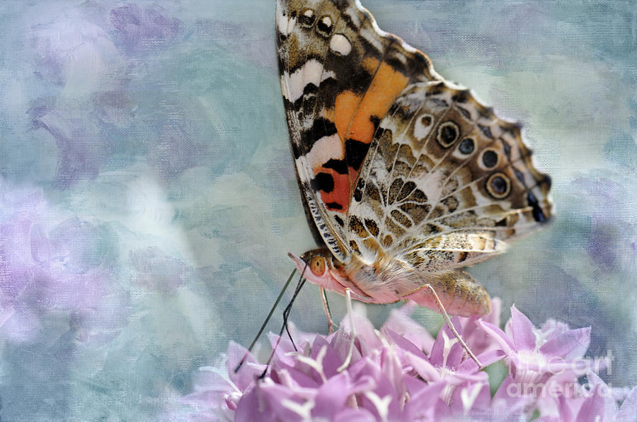 Painted Lady Butterfly #1 Photograph by Betty LaRue