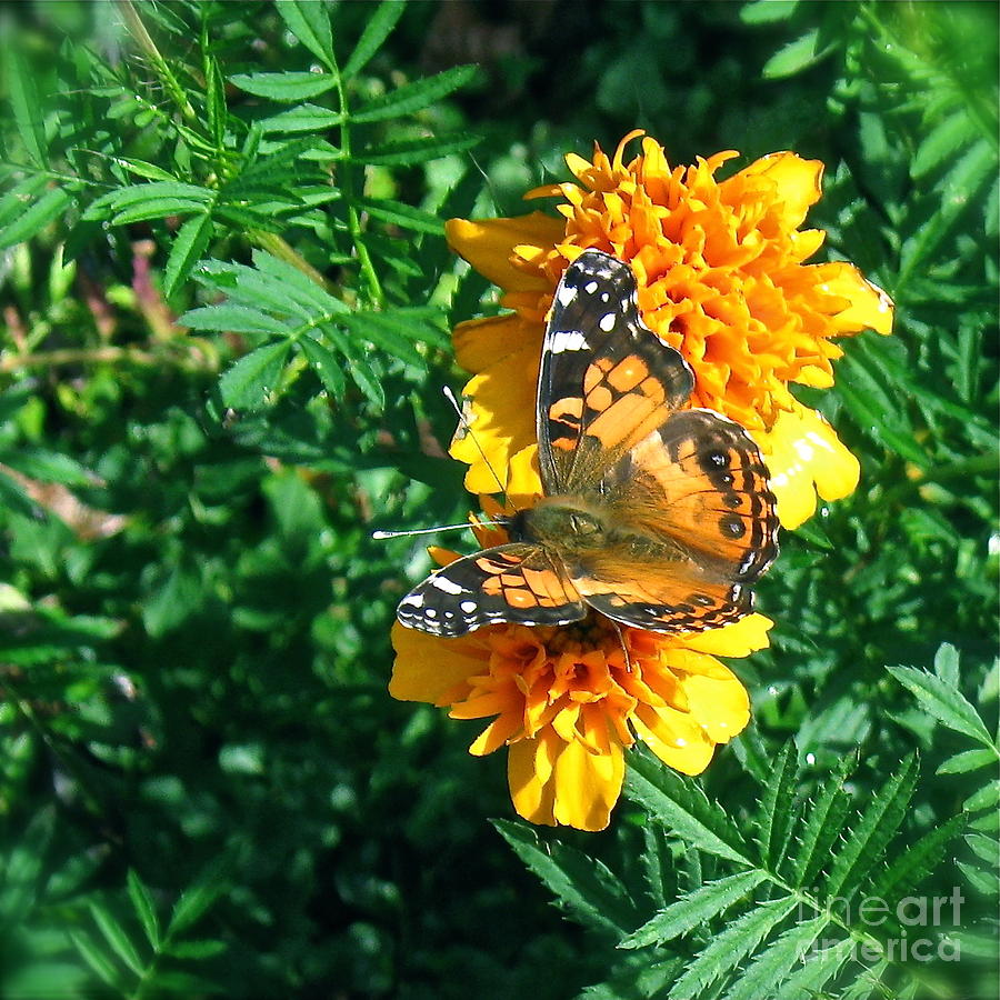 Painted Lady Butterfly  #1 Photograph by Nancy Patterson