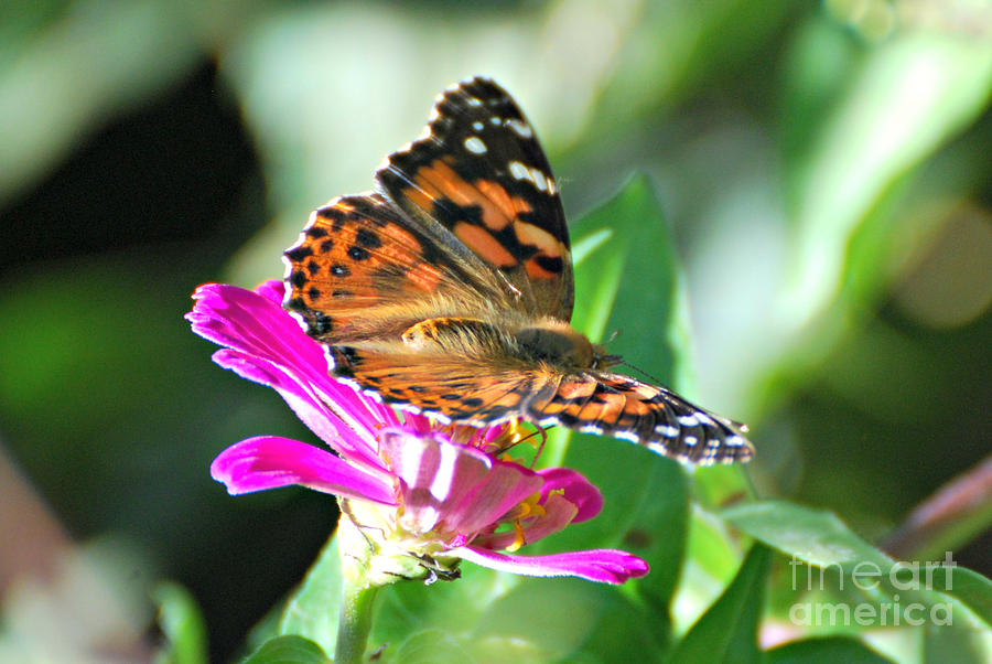 Painted Lady #1 Photograph by Lila Fisher-Wenzel