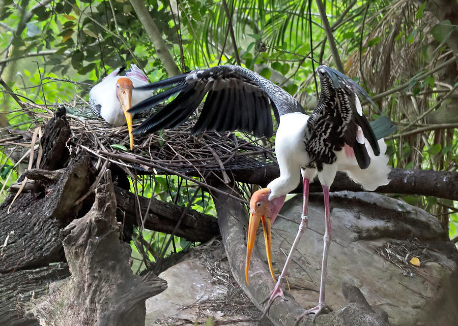 Painted Stork Pair #1 Photograph by Farol Tomson
