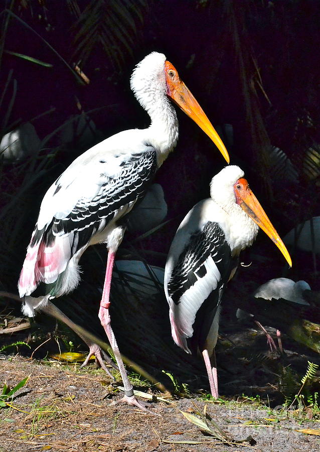 Painted Storks #1 Photograph by Carol  Bradley