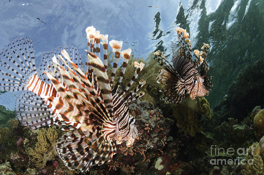 Nature Photograph - Pair Of Lionfish, Indonesia #1 by Todd Winner