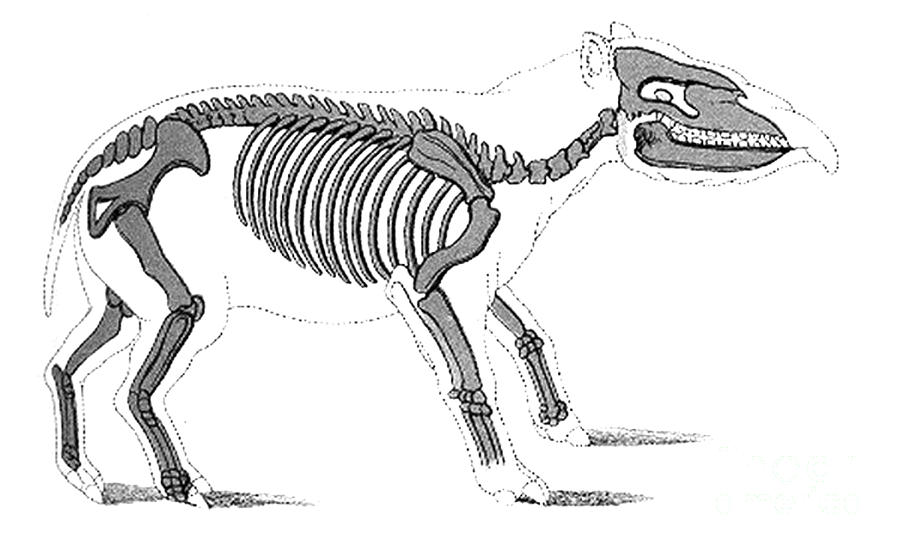 Palaeotherium, Cenozoic Mammal #1 Photograph by Science Source