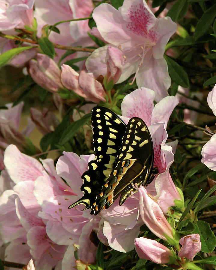 Palamedes Swallowtail #1 Photograph by Peggy Urban