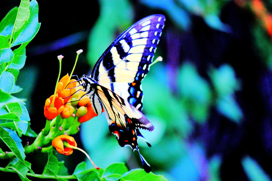 Pale Swallowtail Butterfly #1 Photograph by Barry Jones