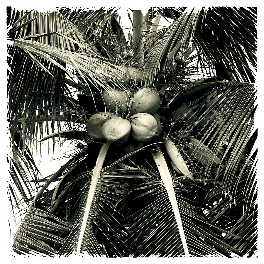 Coconut Photograph - Palm 2 #1 by Michael Peychich