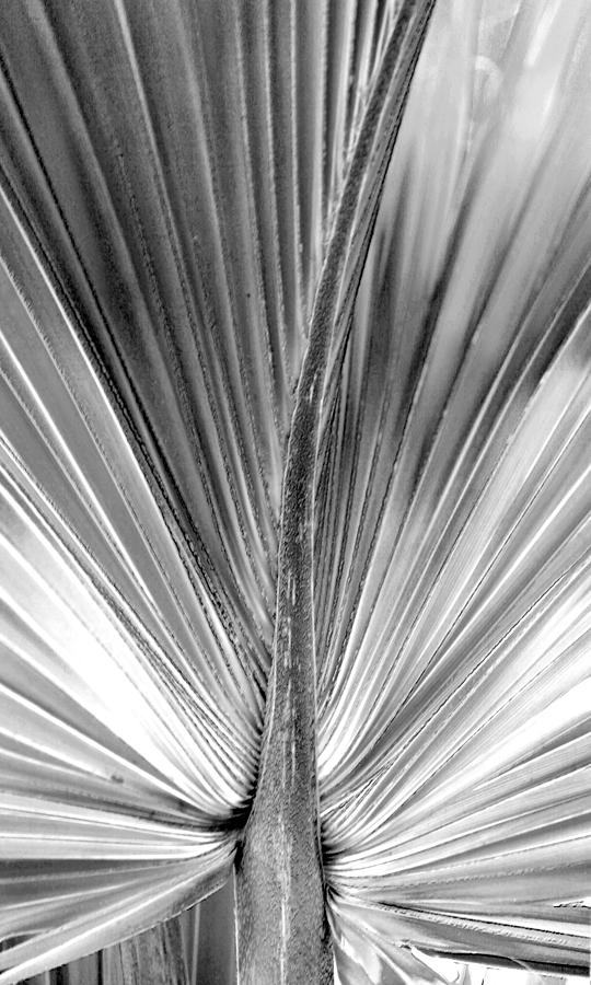 Palm II Photograph by Carol Ann Thomas - Fine Art America