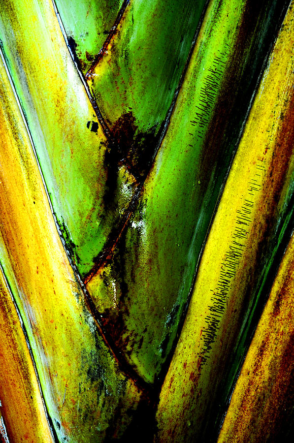 Palm Tree Photograph - Palm Leaves #1 by Frank DiGiovanni